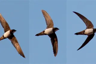 alpine swift bird flight