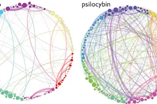 brain-networks