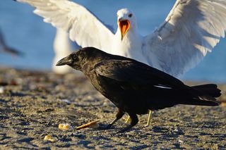 Kleptoparasitism, a crow stealing food from a seagull 