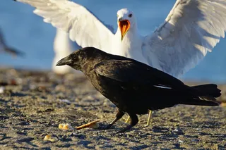 Kleptoparasitism, a crow stealing food from a seagull 