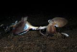 Octopuses Don&rsquo;t Need Eyes to Mate &mdash; Their Arms Do the Work