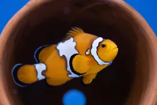 clownfish with snowflake mutated stripes 