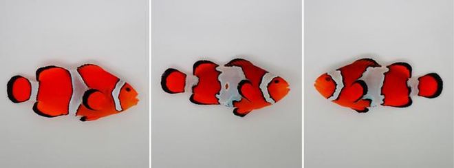 comparison of two different clownfish comparison of two different clownfish