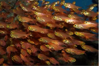 A school of golden sweeper fish (Parapriacanthus ransonneti) swimming underwater, known for their ability to glow using stolen bioluminescent proteins.