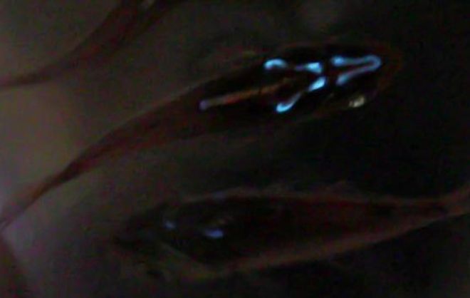Golden sweeper fish that glows in the dark thanks to stolen bioluminescent proteins, an example of kleptoproteinism.
