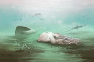 illustration of Pohlsepia mazonensis, a fossil once thought to be an octopus