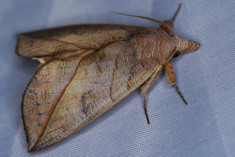 Calyptra albivirgata, a vampire moth