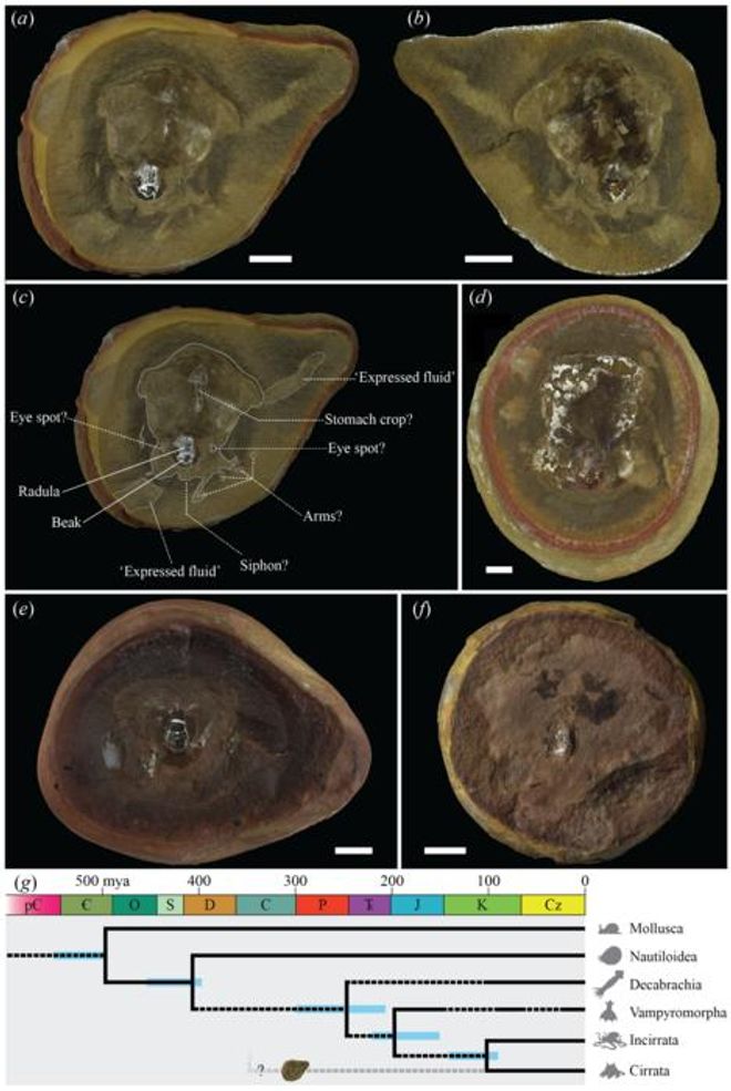 diagram showing anatomy of Pohlsepia mazonensis diagram showing anatomy of Pohlsepia mazonensis