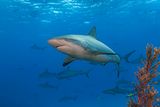 Caffeine, Cocaine, and Painkillers Found in Sharks in the Bahamas &mdash; A Sign of Human Pollution Reaching Marine Predators