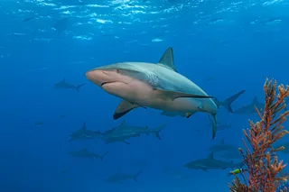 A reef shark swimming over coral 