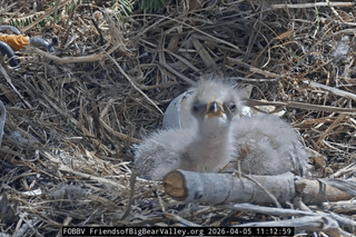 Close-up of a bald eagle chick in the nest of Jackie and Shadow in Big Bear, California shortly after hatching