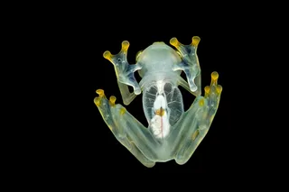 a glass frog from the below 