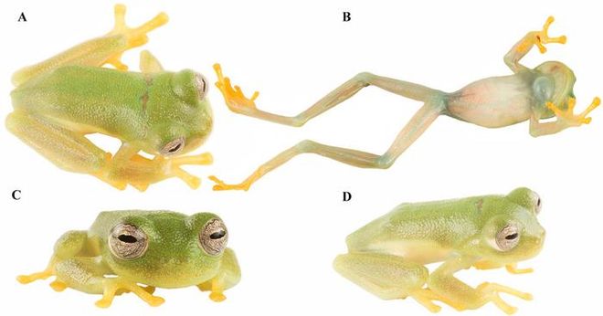 new species of glass frog 
