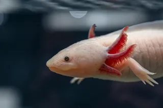 Close up of an axolotl underwater