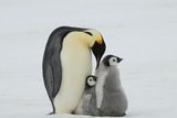 Emperor Penguins Added to IUCN Red List &mdash; Their Population Could Drop 50 Percent by 2080