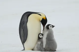 Emperor penguin with two chicks on Antarctic sea ice, a species now on the Red List as climate change threatens its survival.
