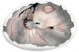First Fossilized Egg From a Mammal Ancestor Confirmed After 250 Million Years