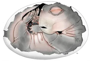 Embryo of a Lystrosaurus