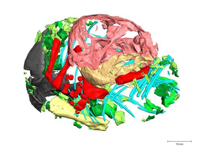 3D reconstruction of a Lystrosaurus embryo 3D reconstruction of a Lystrosaurus embryo