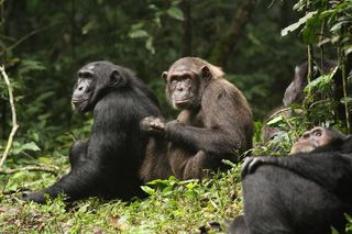Two chimpanzees sitting in the wild