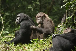 Two chimpanzees sitting in the wild