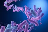 Gut bacteria