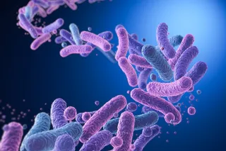 Gut bacteria