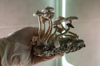 psilocybin mushrooms held in a gloved hand