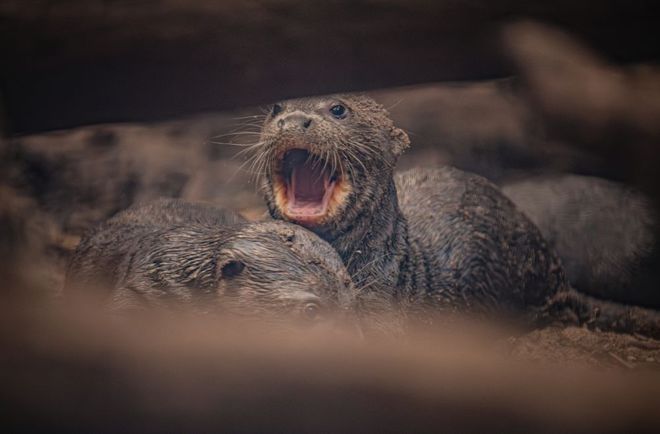 Baby otter with mouth open Baby otter with mouth open