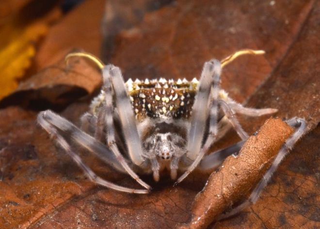 spider that looks like a fungus Taczanowskia waska