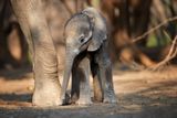 The First Asian Elephant Calf Is Born After a 25-Year Wait at the Smithsonian National Zoo