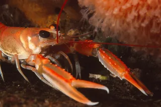 Norway lobster underwater