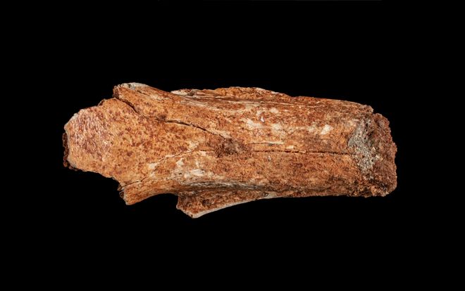 A skull fragment fossil against a black background.