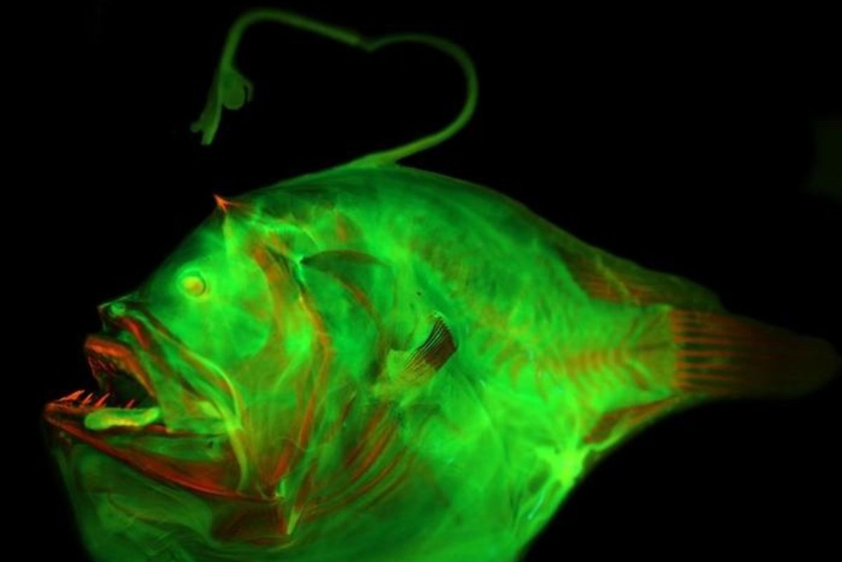 Peculiar-Looking Anglerfishes Developed Their Fishing-Rod Lure 72 Million Years Ago | Discover Magazine Peculiar-Looking Anglerfishes Developed Their Fishing-Rod Lure 72 Million Years Ago | Discover Magazine