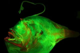 The Anglerfish species Bufoceratias wedli