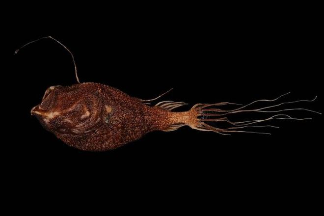 Southern seadevil anglerfish species Ceratias tentaculatus Southern seadevil anglerfish species Ceratias tentaculatus