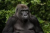 World&rsquo;s Oldest Gorilla Turns 69 &mdash; What Lady Fatou Reveals About Animal Longevity