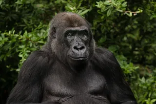 Gorilla resembling Lady Fatou, the world’s oldest living gorilla at the Berlin Zoo. 