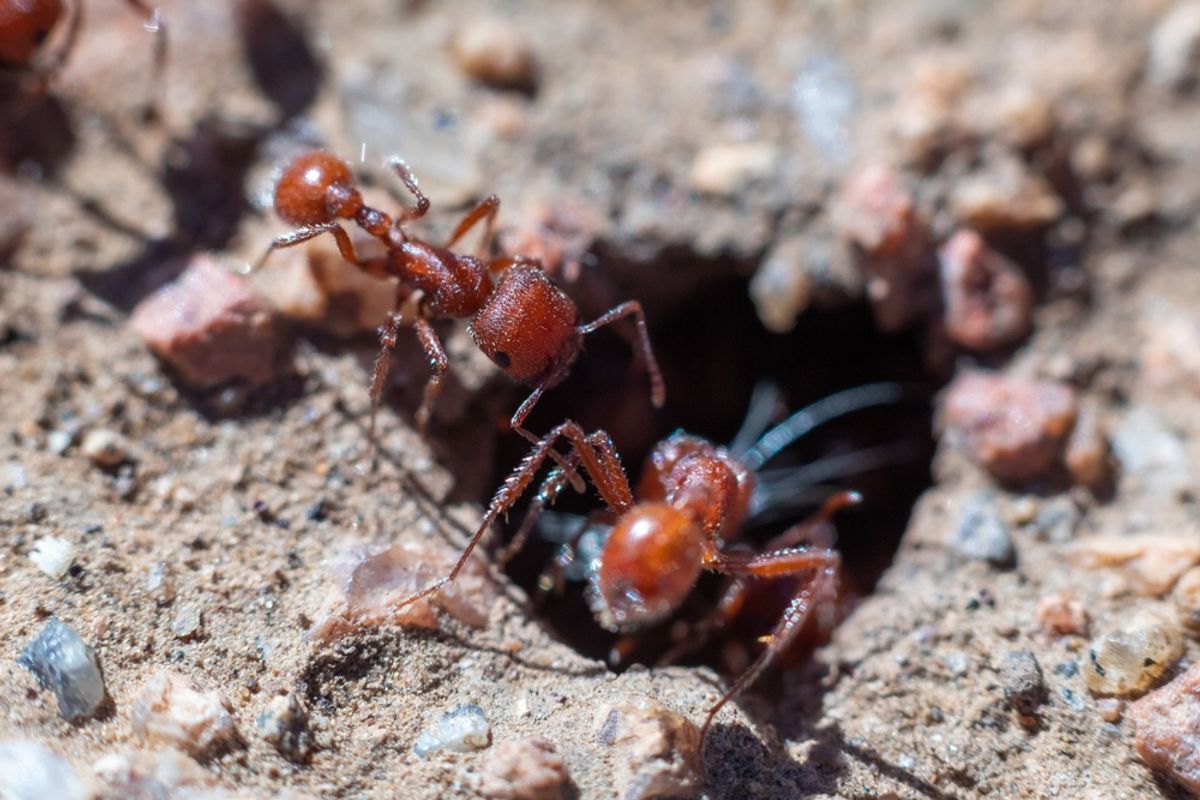 Small Ants Observed Cleaning Large Ants in the Arizona Desert — a New ...