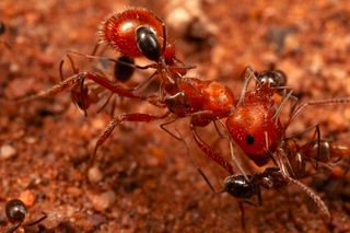 Small ants on a larger ant 