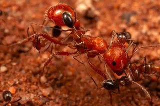 Small ants on a larger ant 