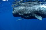 Sperm Whale Clicks Aren&rsquo;t Random &mdash; They Follow Human‑Like Sound Rules