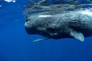 Sperm whale in the water