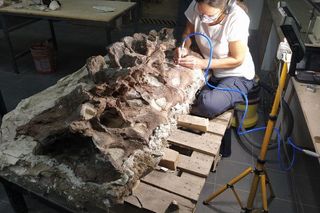 Vertebrae of Bicharracosaurus prepared at the Egidio Feruglio Paleontological Museum in Trelew, Argentina