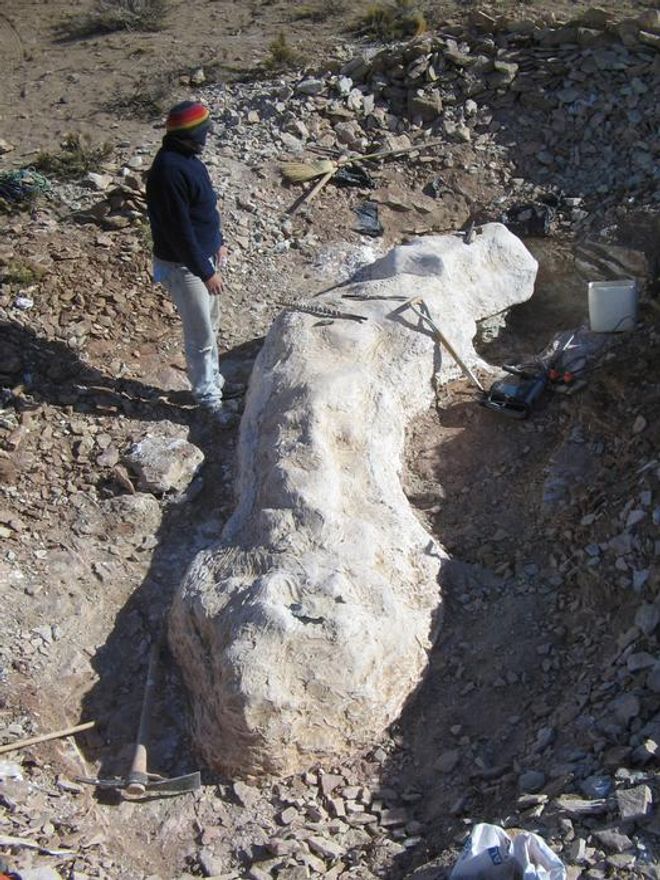 Fossil extraction of long necked dinosaur Bicharracosaurus dionidei Fossil extraction of long necked dinosaur Bicharracosaurus dionidei