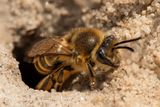Up to 8 Million Bees Are Living in an Underground Network Beneath This Cemetery