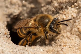 Bee from the Andrenidae family