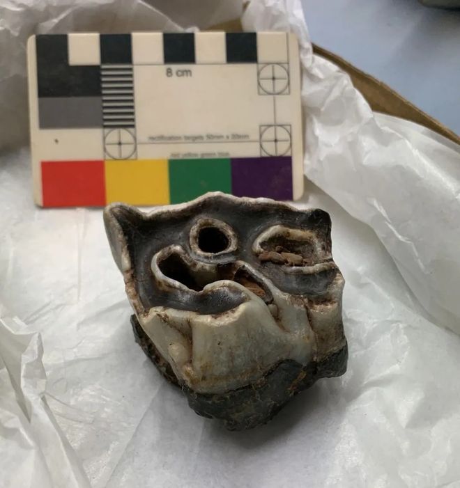 ancient rhino tooth 