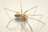Newly Discovered Spider Named After Pink Floyd, Thriving in the Cracks of Urban Walls