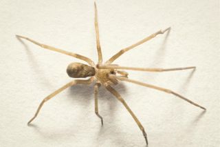 New spider species named after Pink Floyd, Pikelinia floydmuraria
